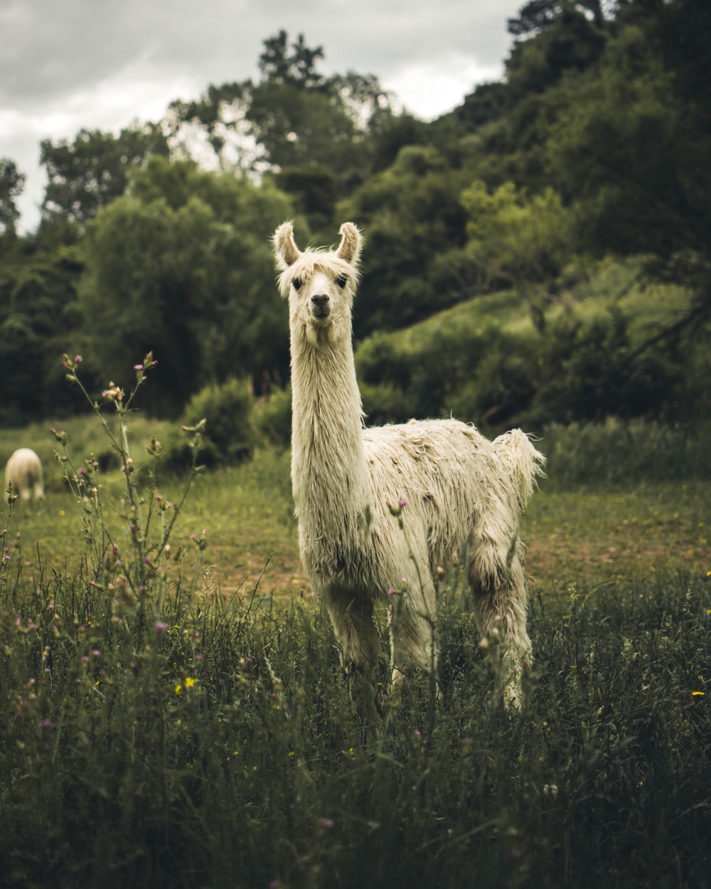 Llama Wallpapers