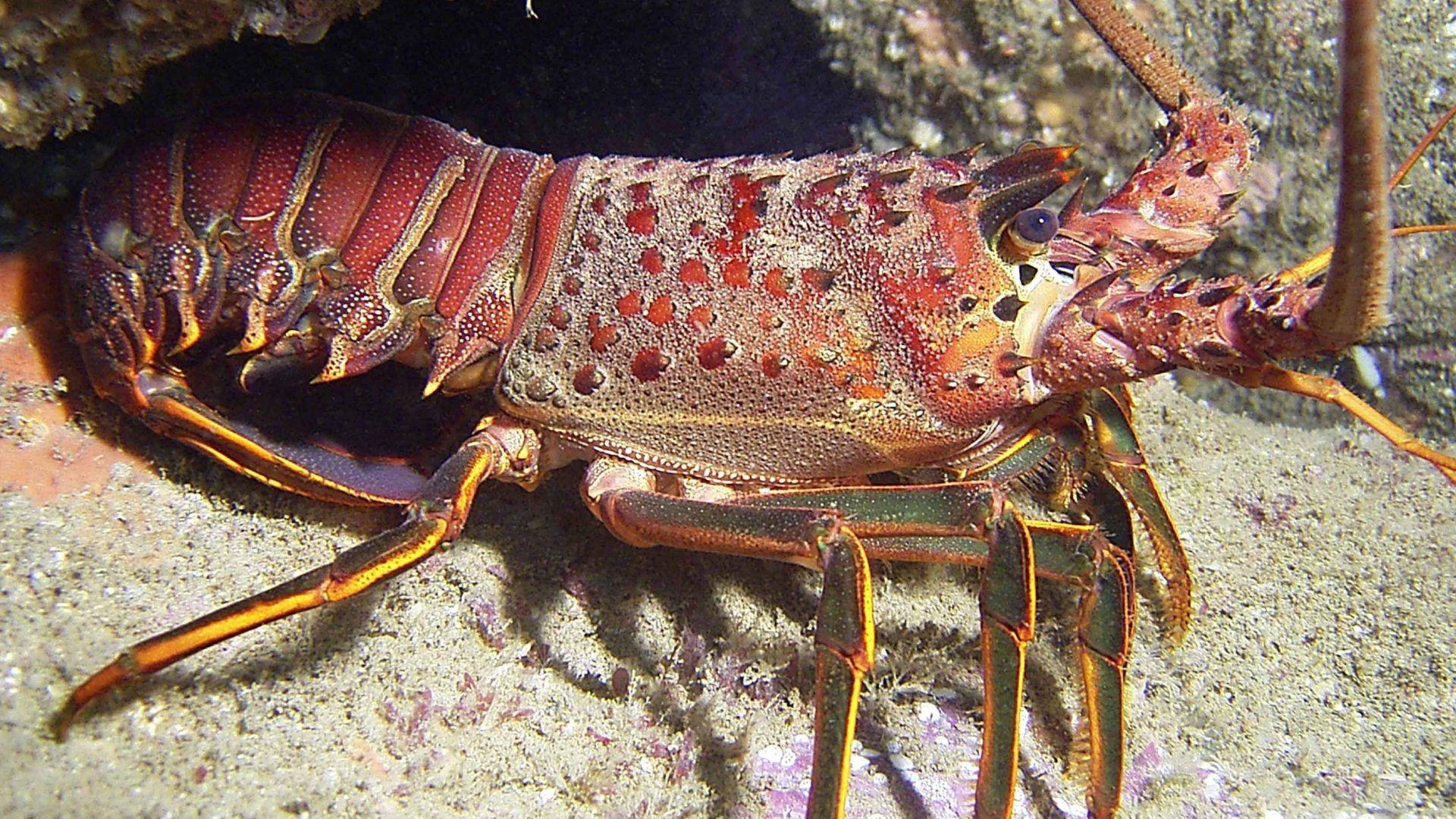 Lobster Wallpapers