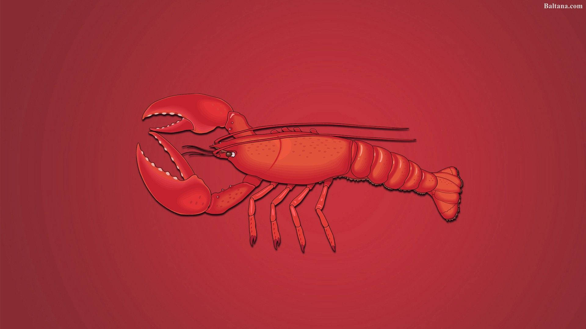 Lobster Wallpapers