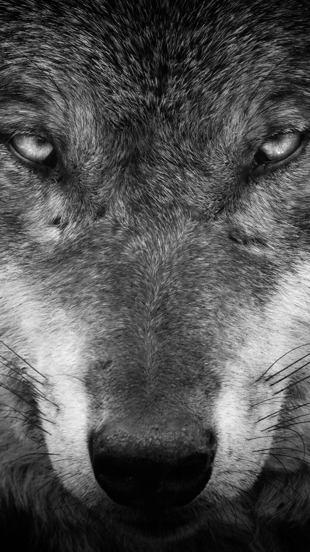 Lone Wolf Iphone Wallpapers