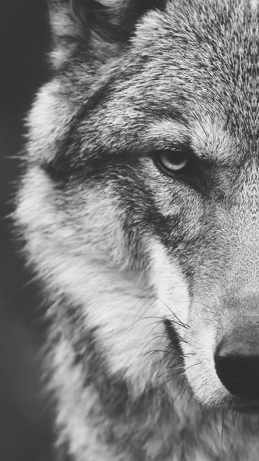 Lone Wolf Iphone Wallpapers