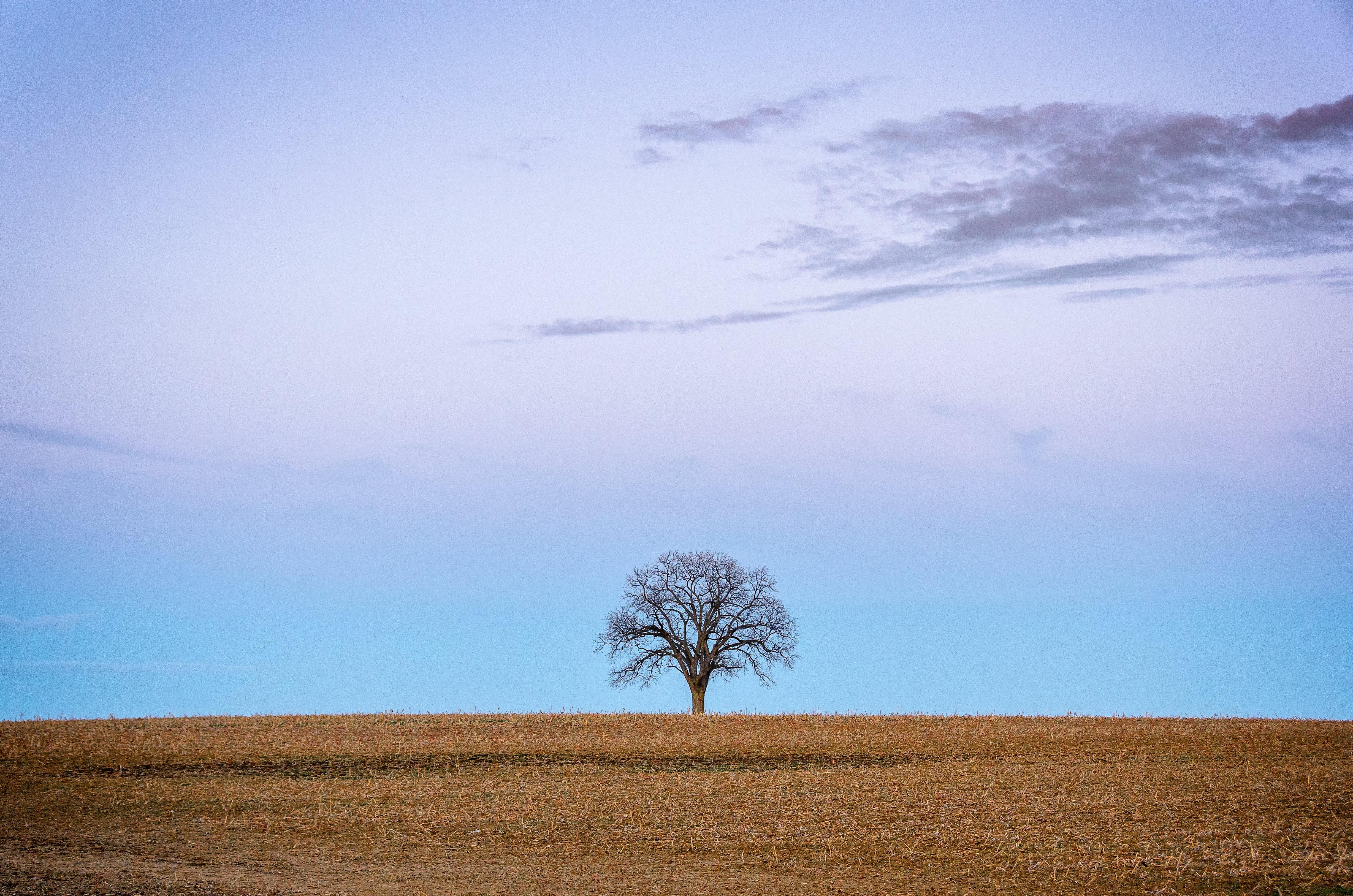 Lonely Dead Tree 5K Wallpapers