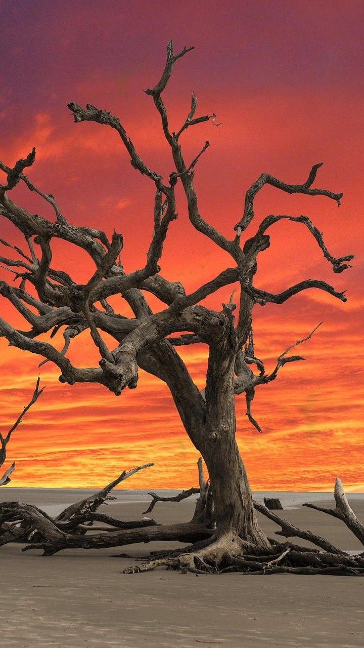 Lonely Dead Tree 5K Wallpapers