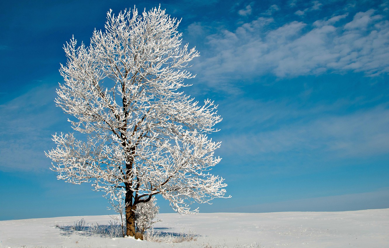 Lonely Tree In Snow Field Wallpapers