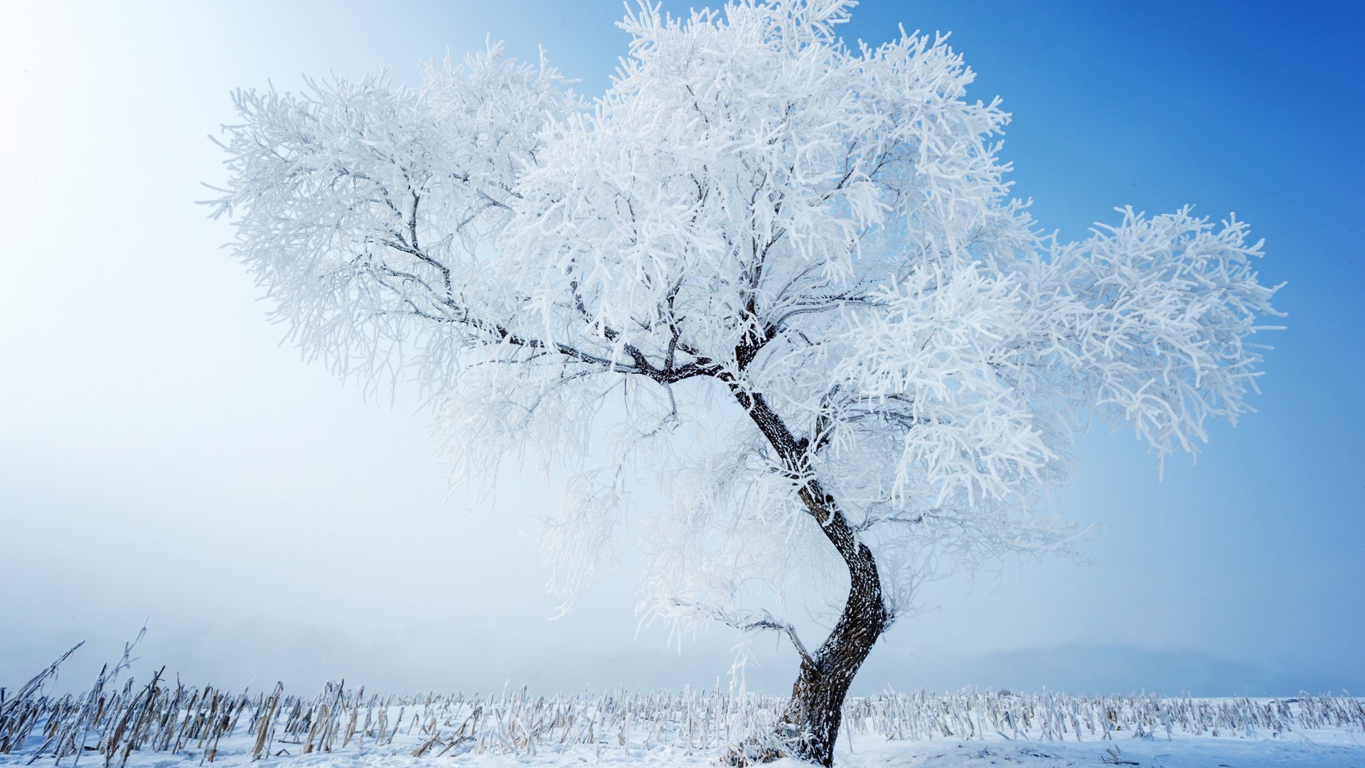 Lonely Tree In Snow Field Wallpapers