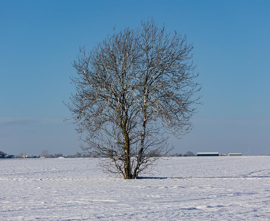 Lonely Tree In Snow Field Wallpapers