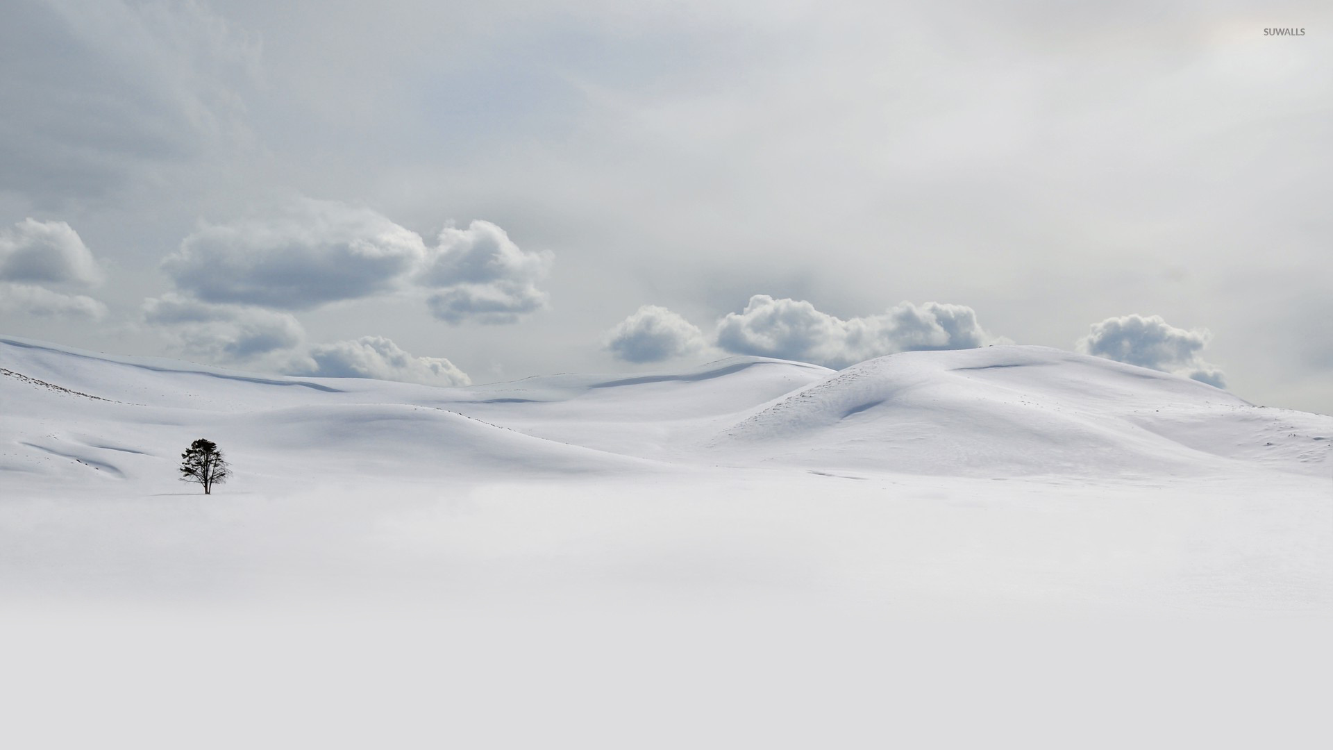 Lonely Tree In Snow Field Wallpapers