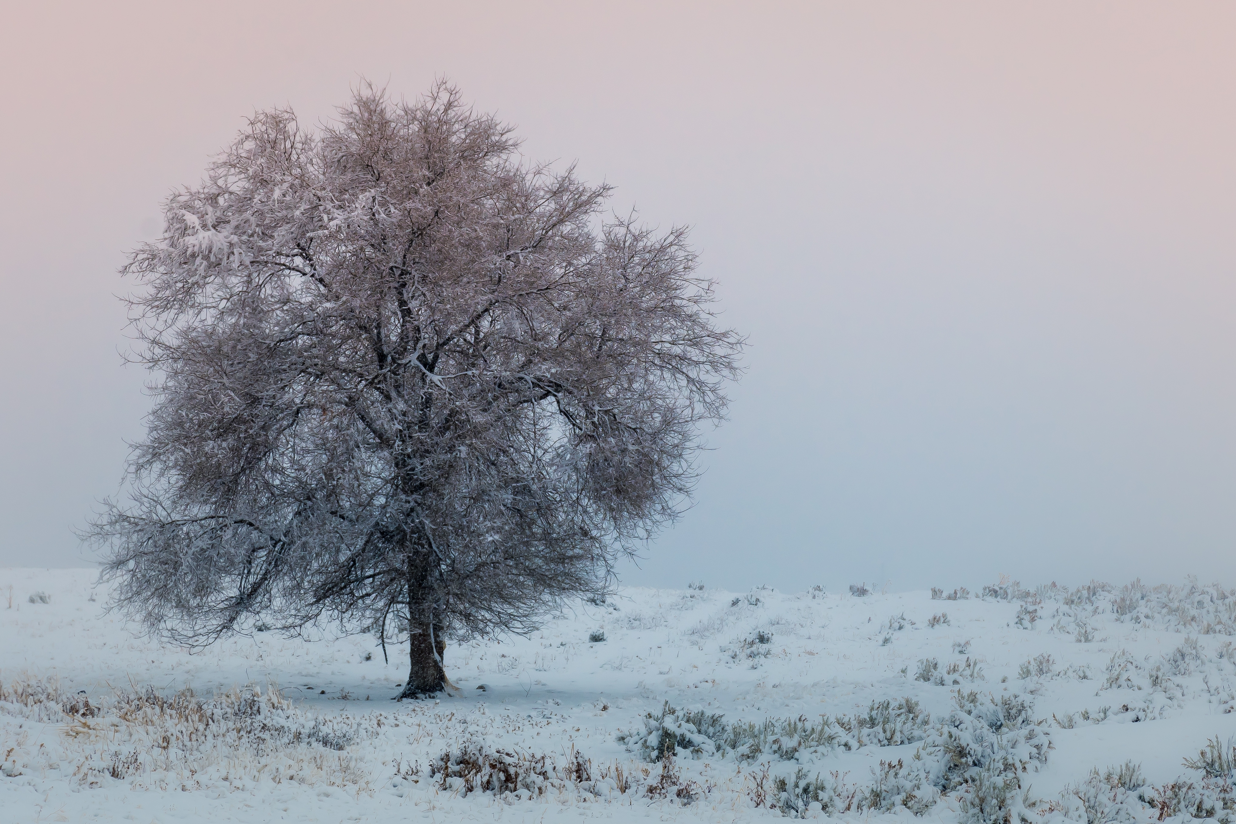 Lonely Tree In Snow Field Wallpapers