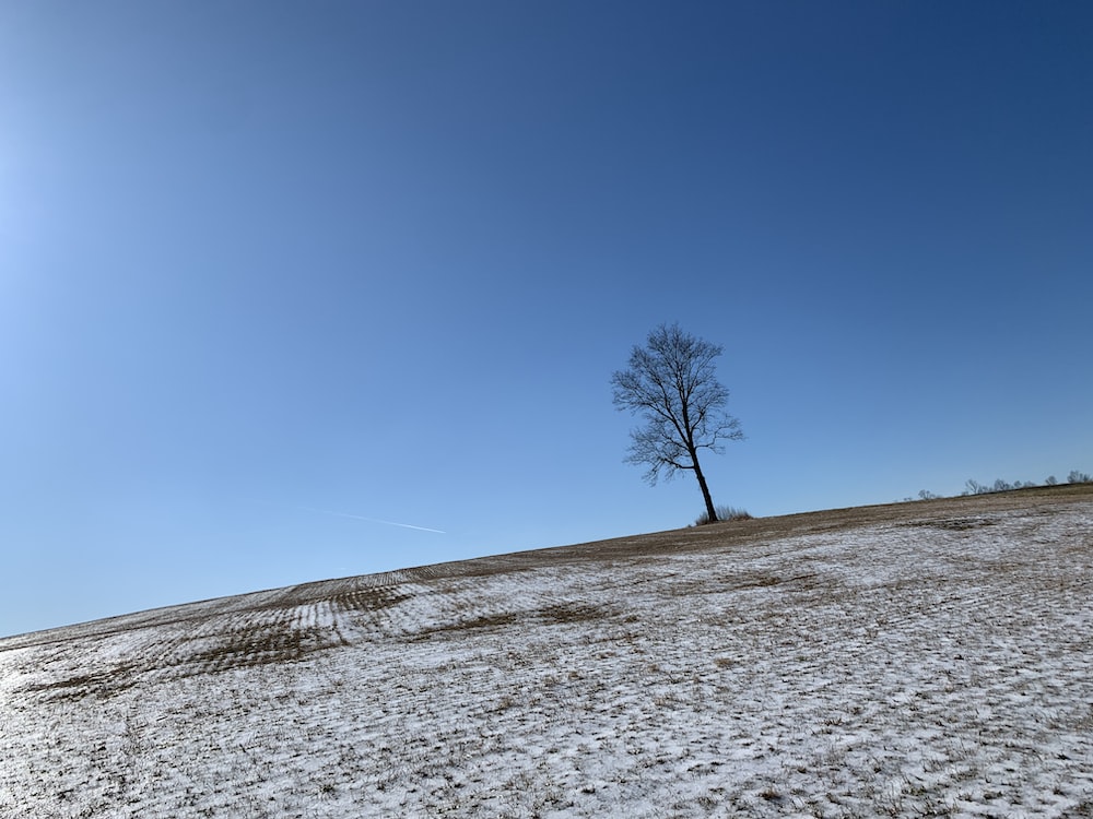 Lonely Tree In Snow Field Wallpapers