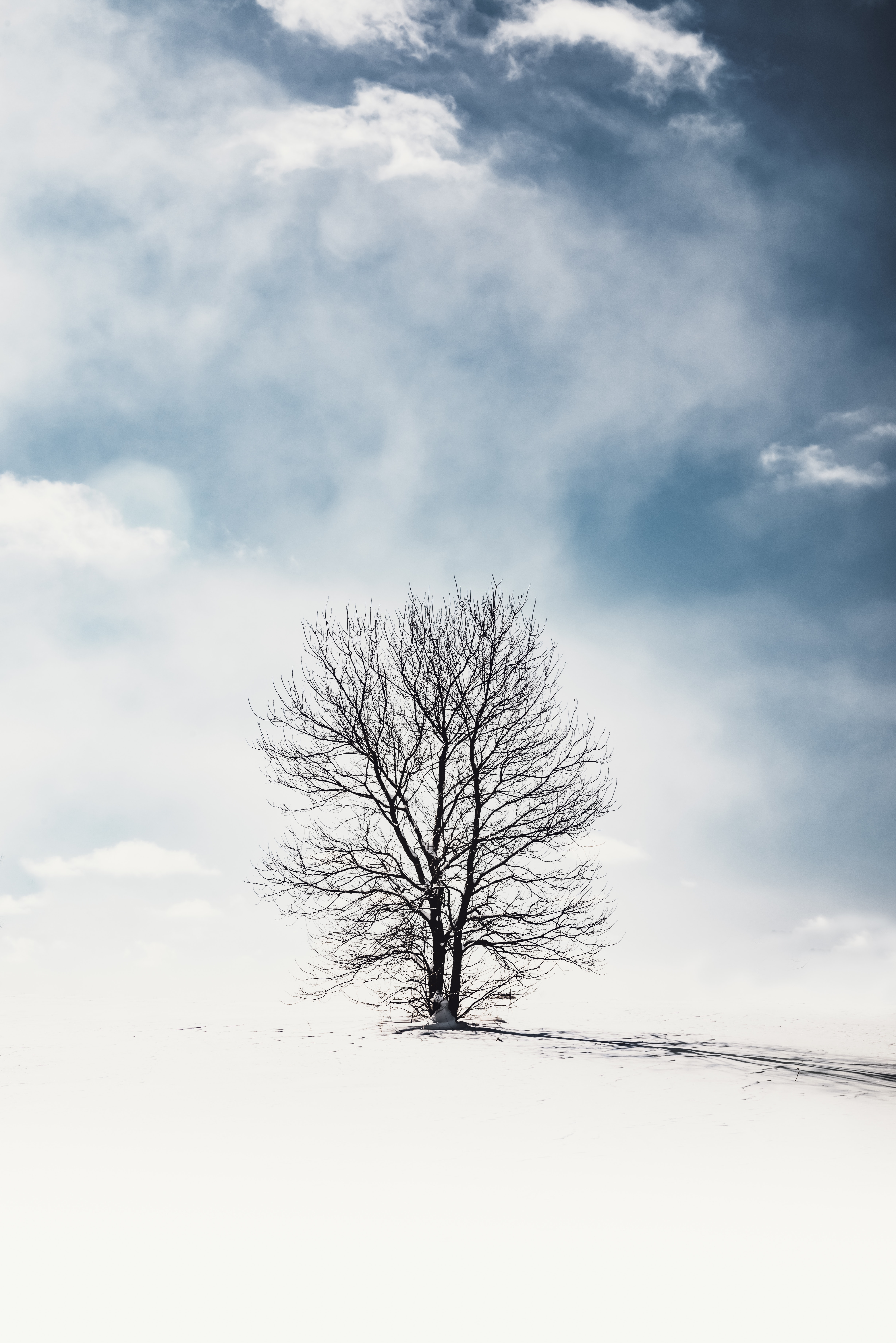 Lonely Tree In Snow Field Wallpapers