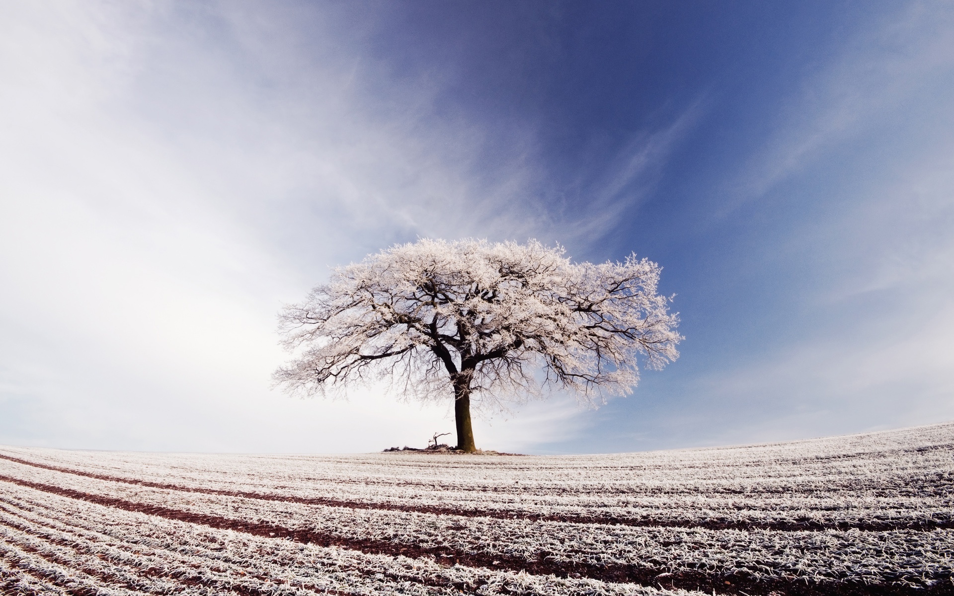 Lonely Tree In Snow Field Wallpapers