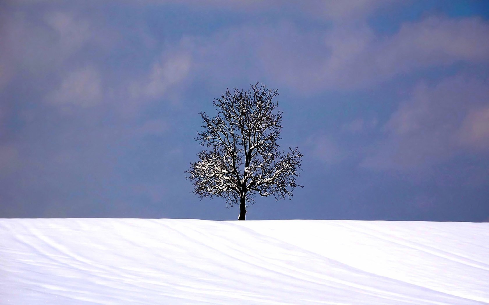 Lonely Tree In Snow Field Wallpapers