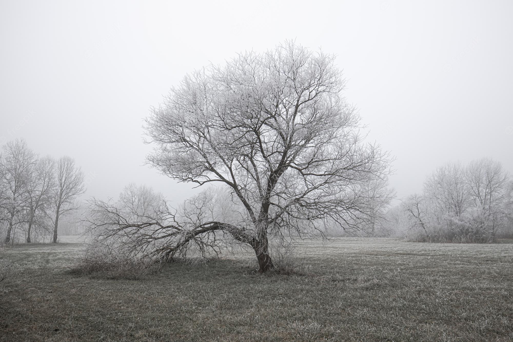 Lonely Tree In Snow Field Wallpapers