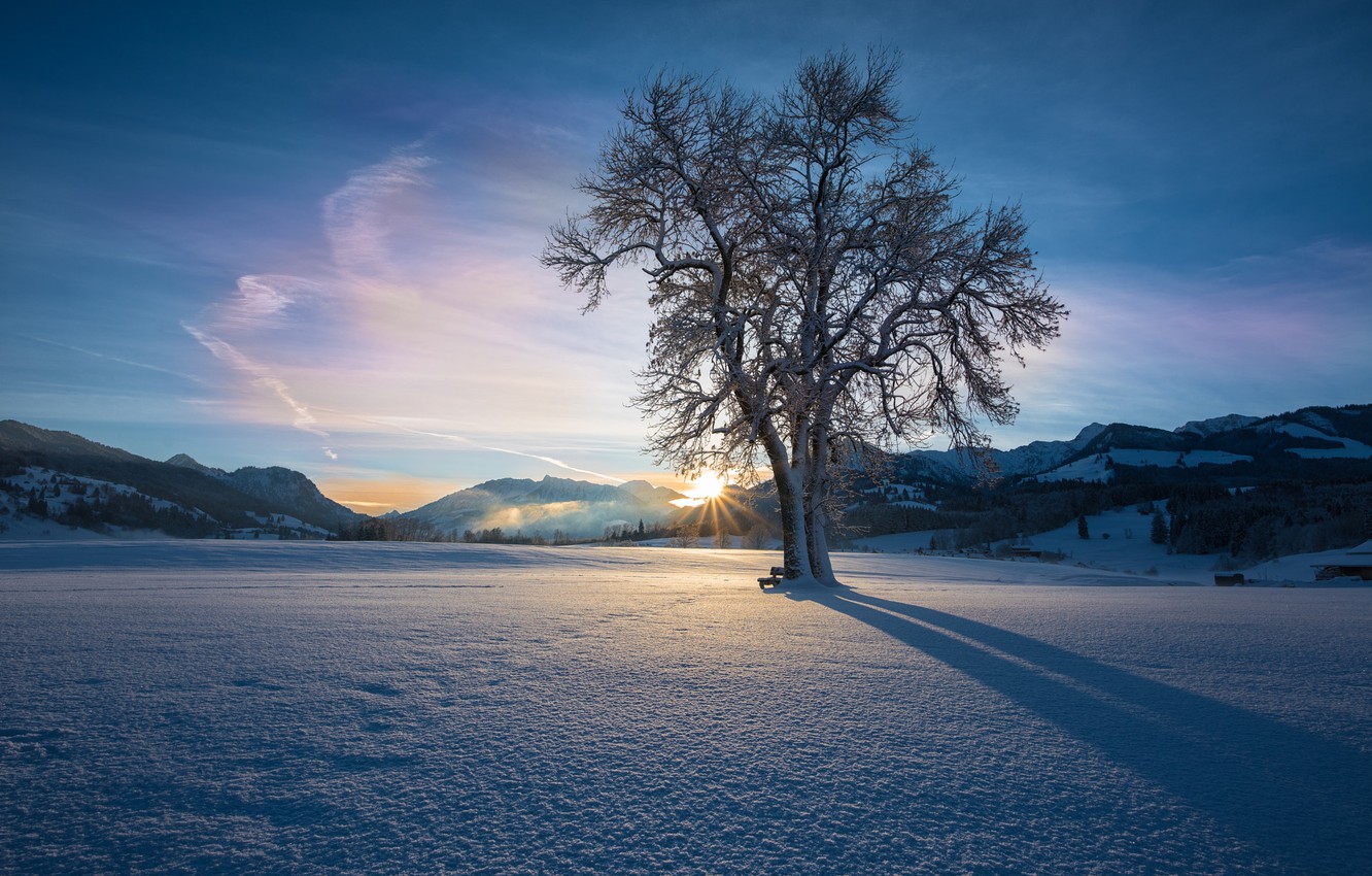 Lonely Tree In Snow Field Wallpapers