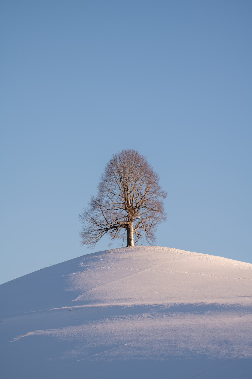 Lonely Tree In Snow Field Wallpapers