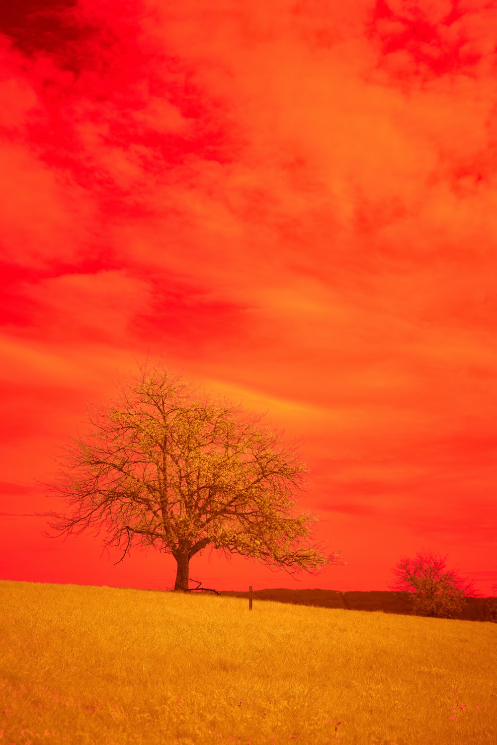 Lonely Tree Orange Sky Wallpapers