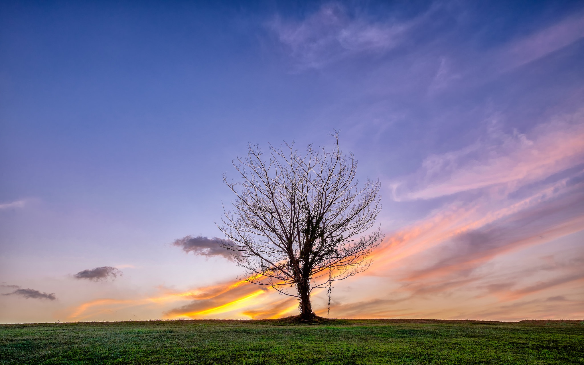 Lonely Tree Orange Sky Wallpapers