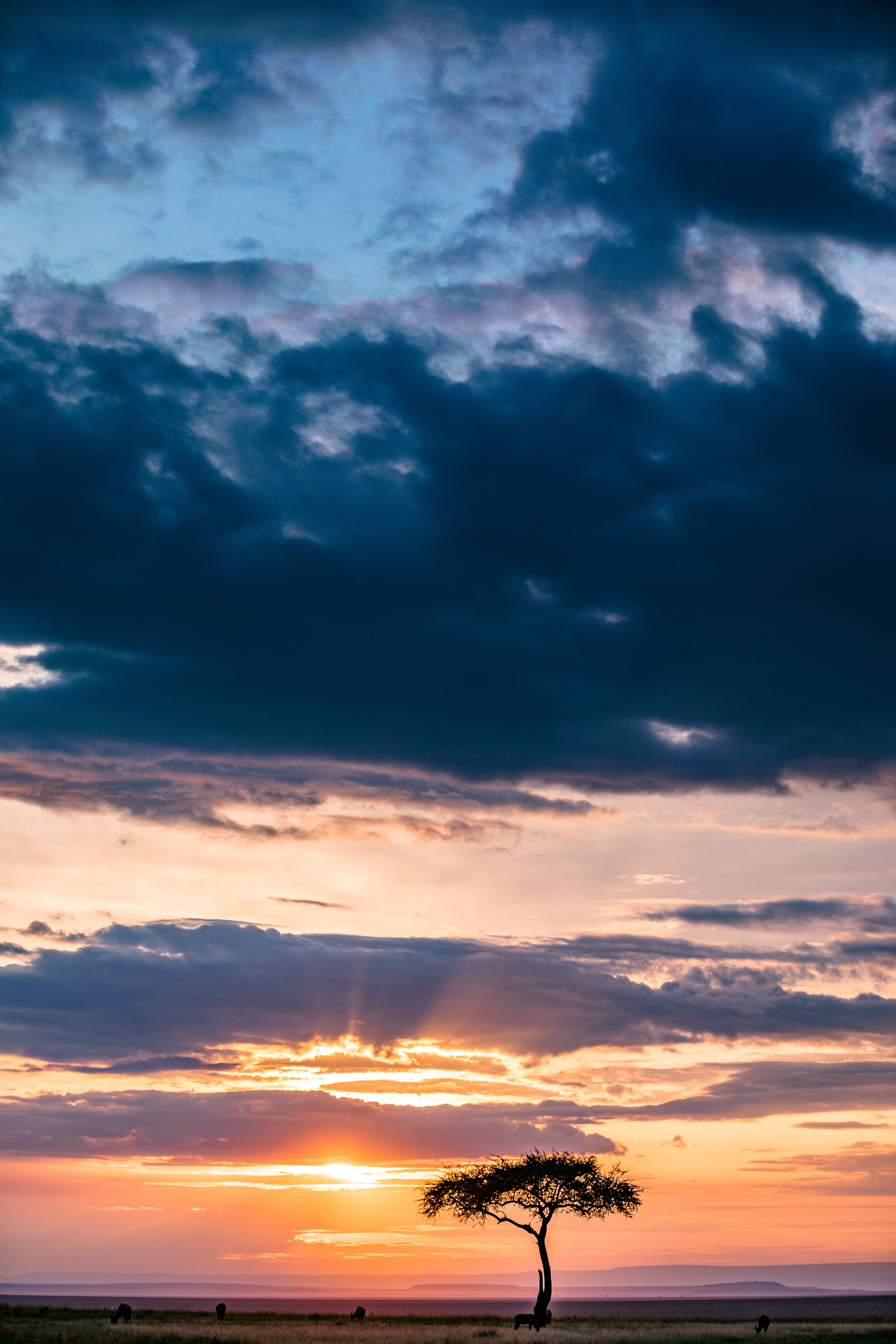 Lonely Tree Orange Sky Wallpapers