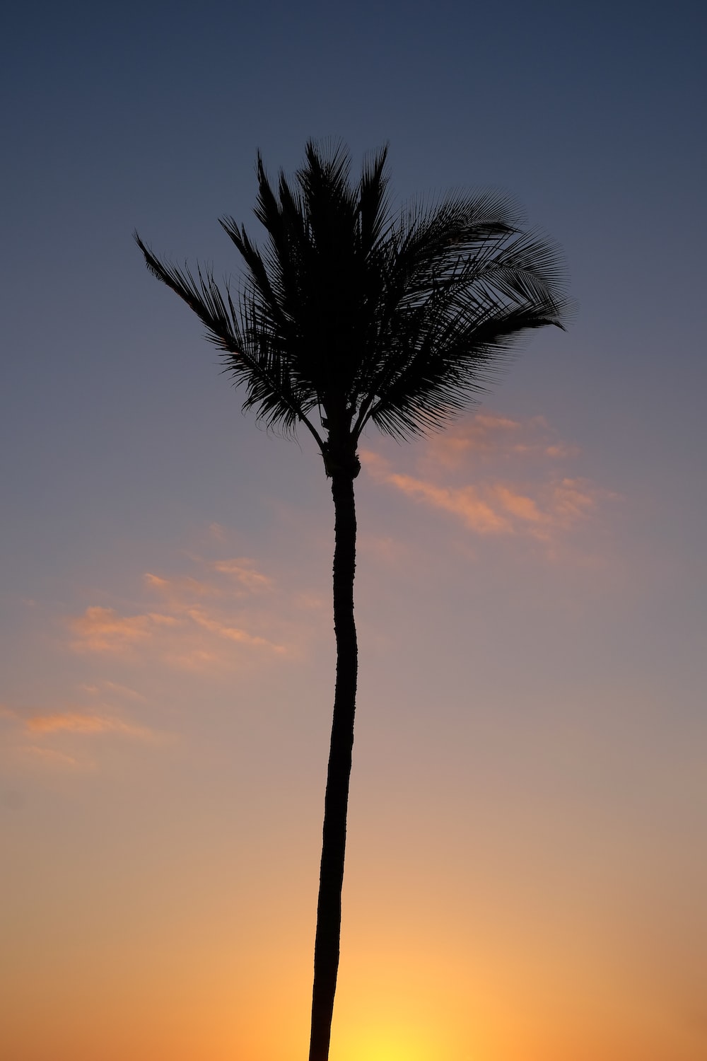 Lonely Tree Orange Sky Wallpapers