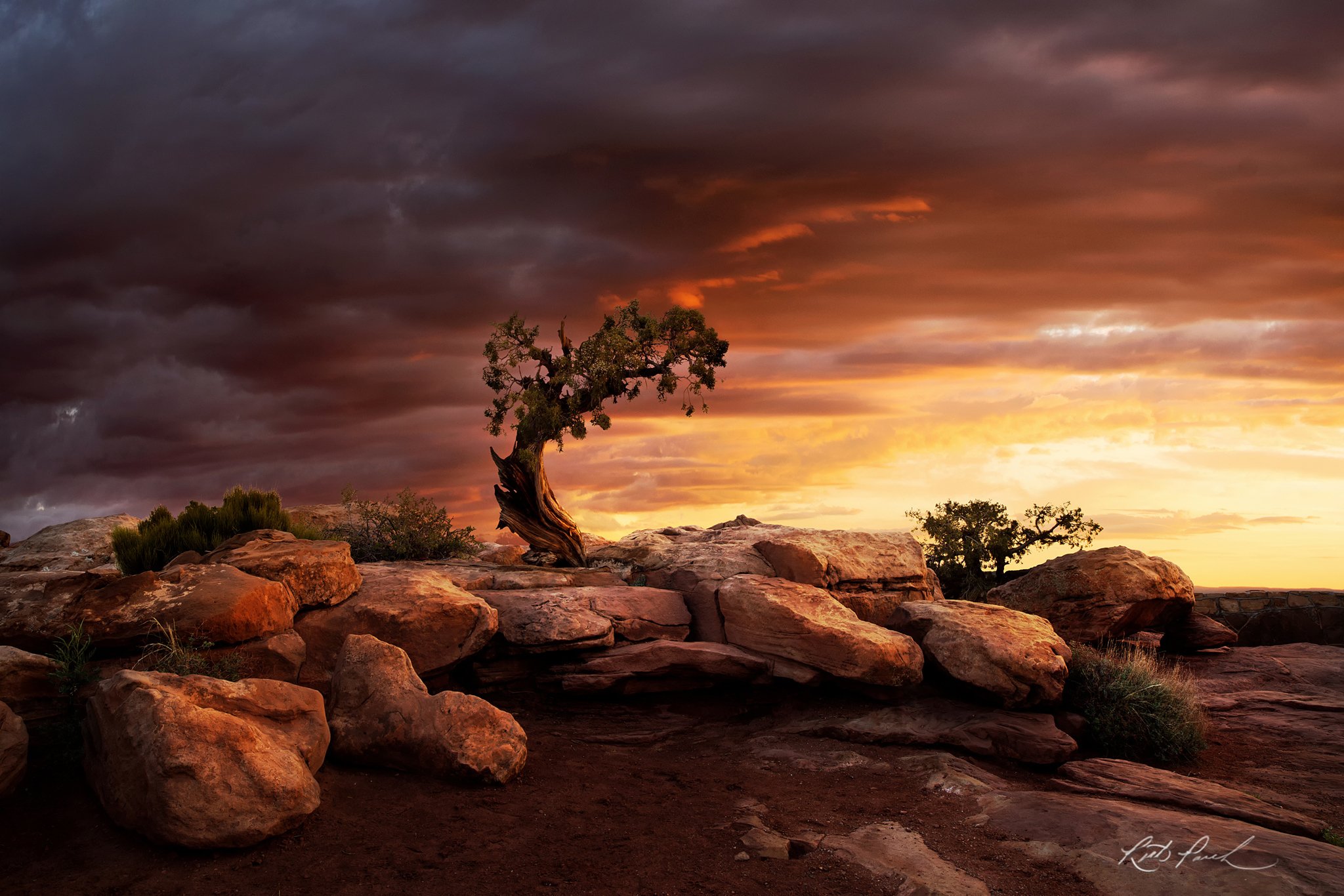 Lonely Tree Orange Sky Wallpapers