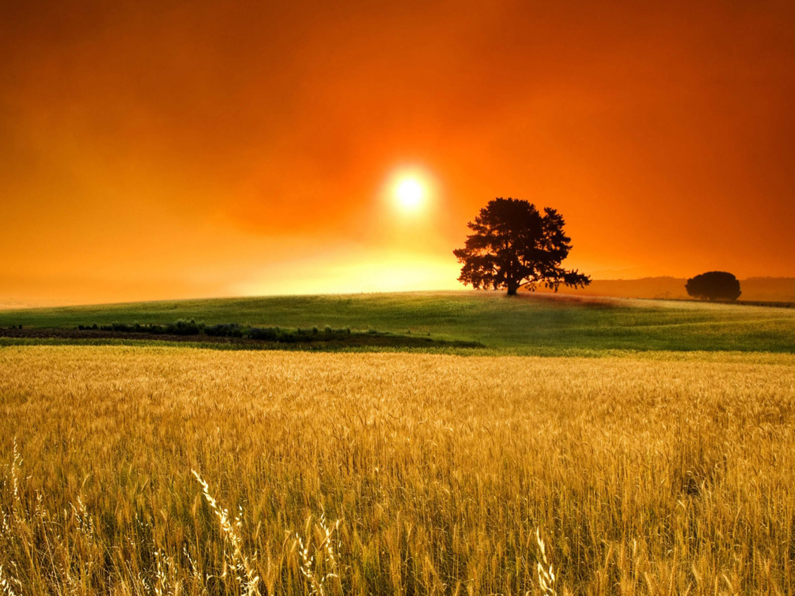 Lonely Tree Orange Sky Wallpapers