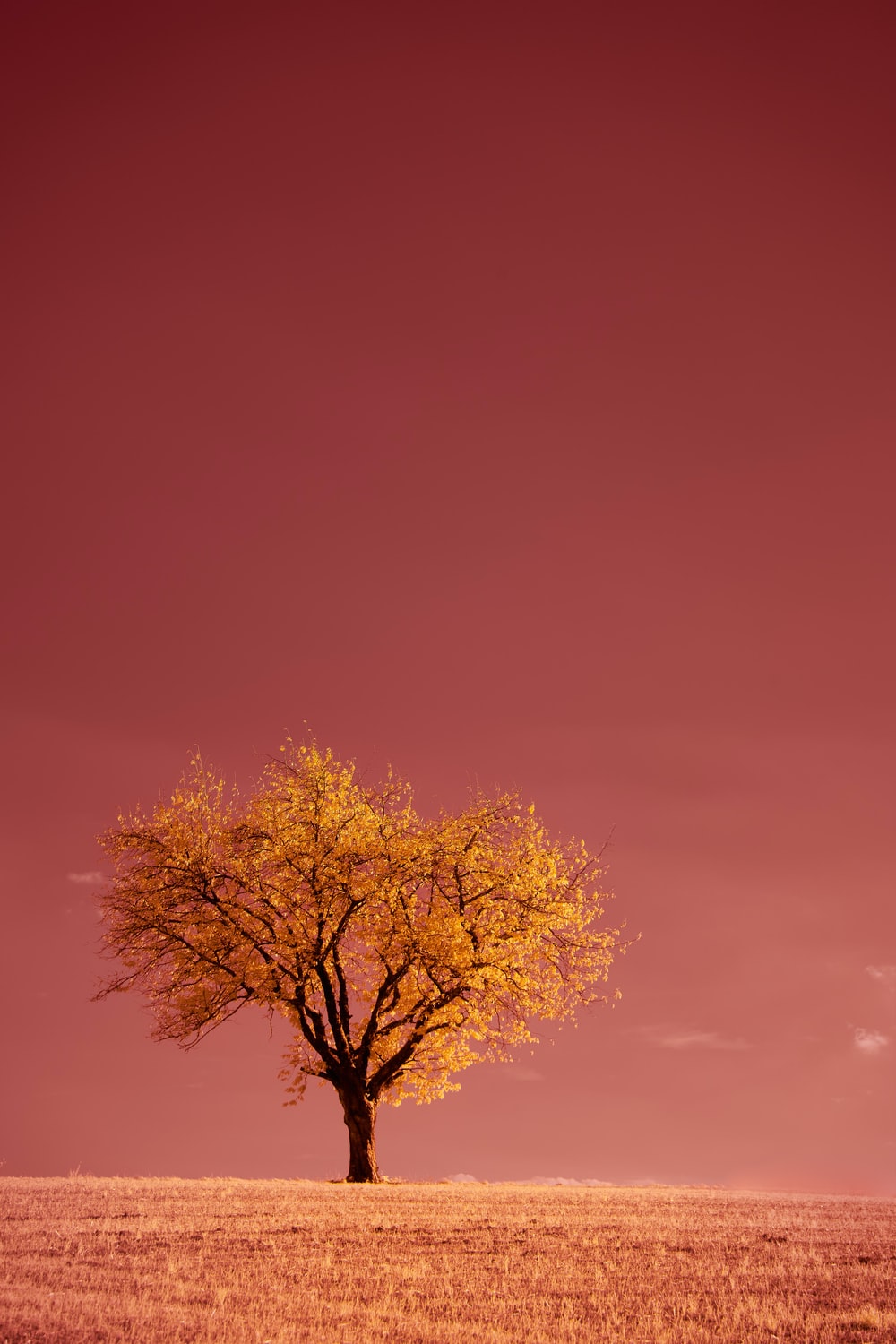 Lonely Tree Orange Sky Wallpapers