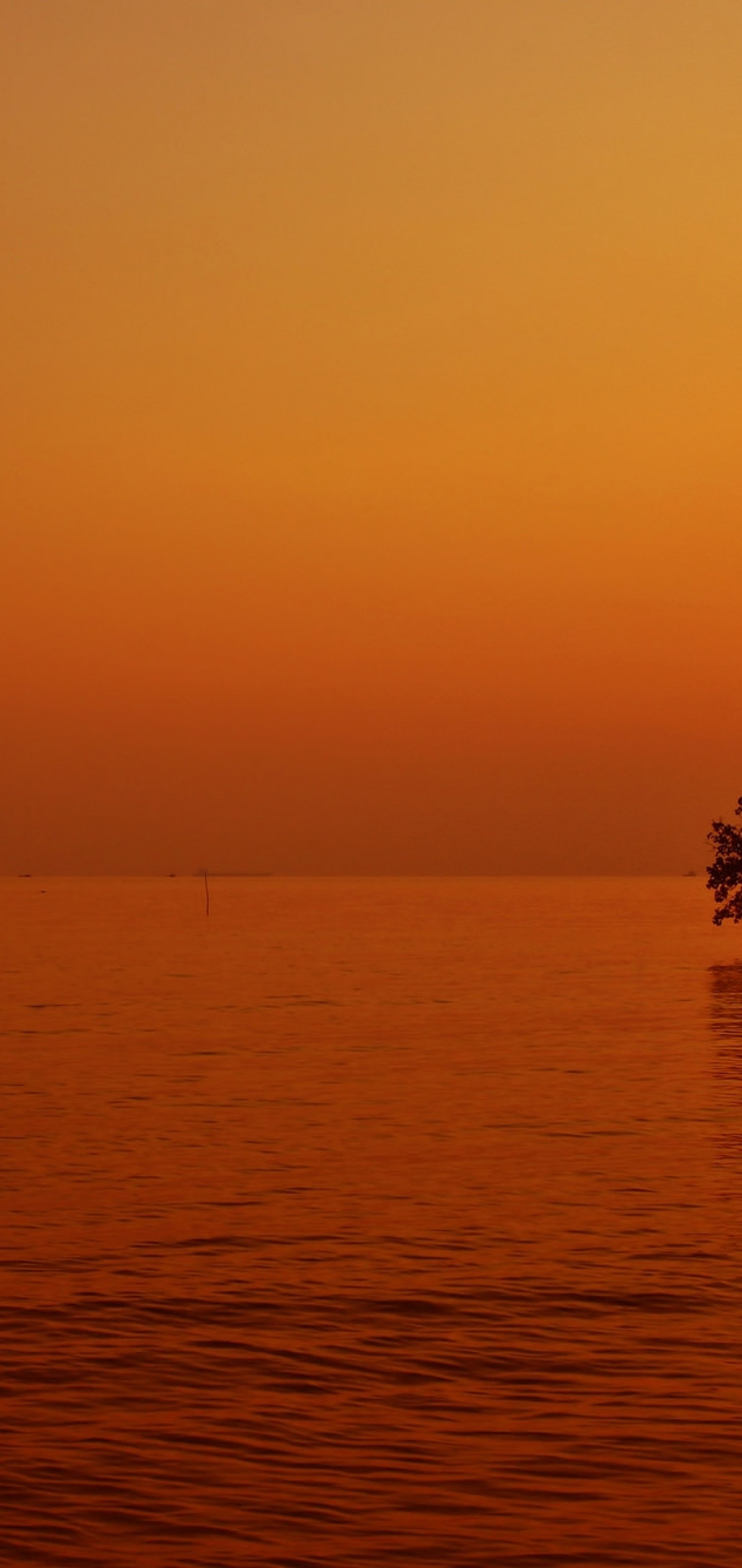 Lonely Tree Orange Sky Wallpapers