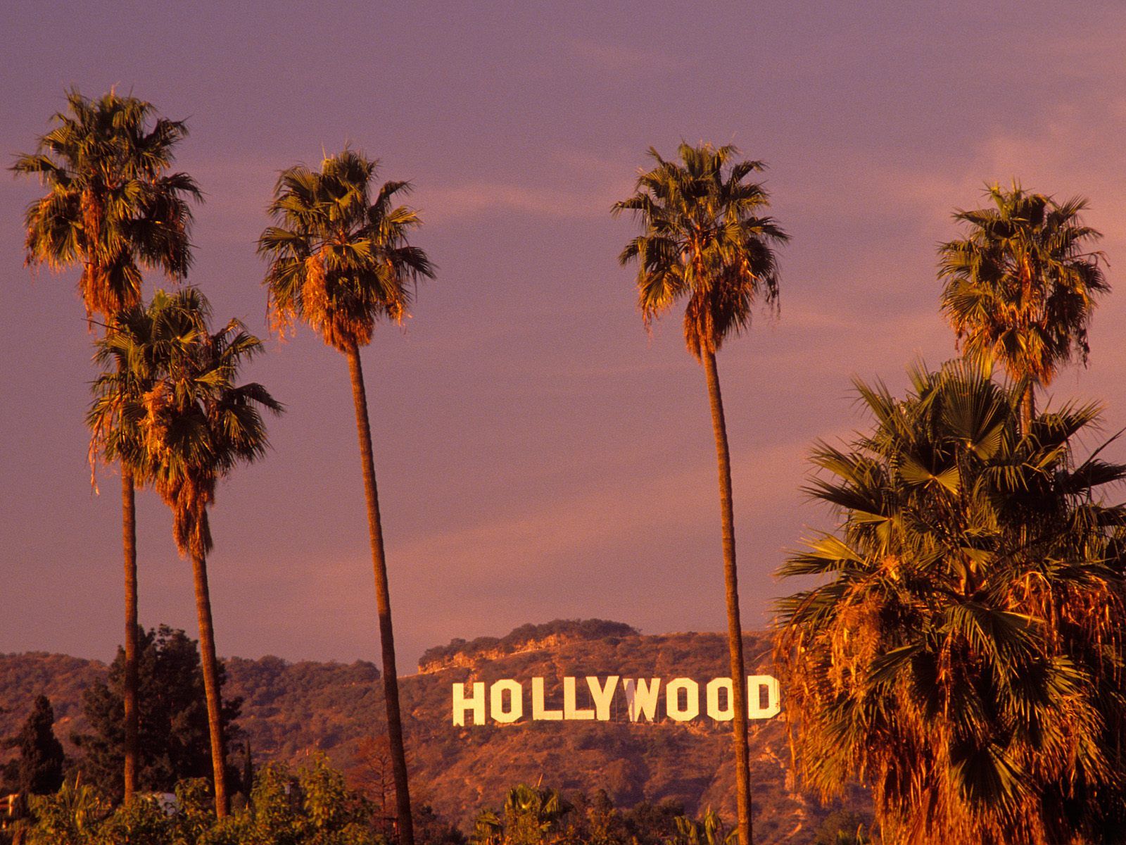 Los Angeles Palm Trees Wallpapers