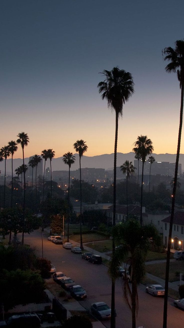 Los Angeles Palm Trees Wallpapers