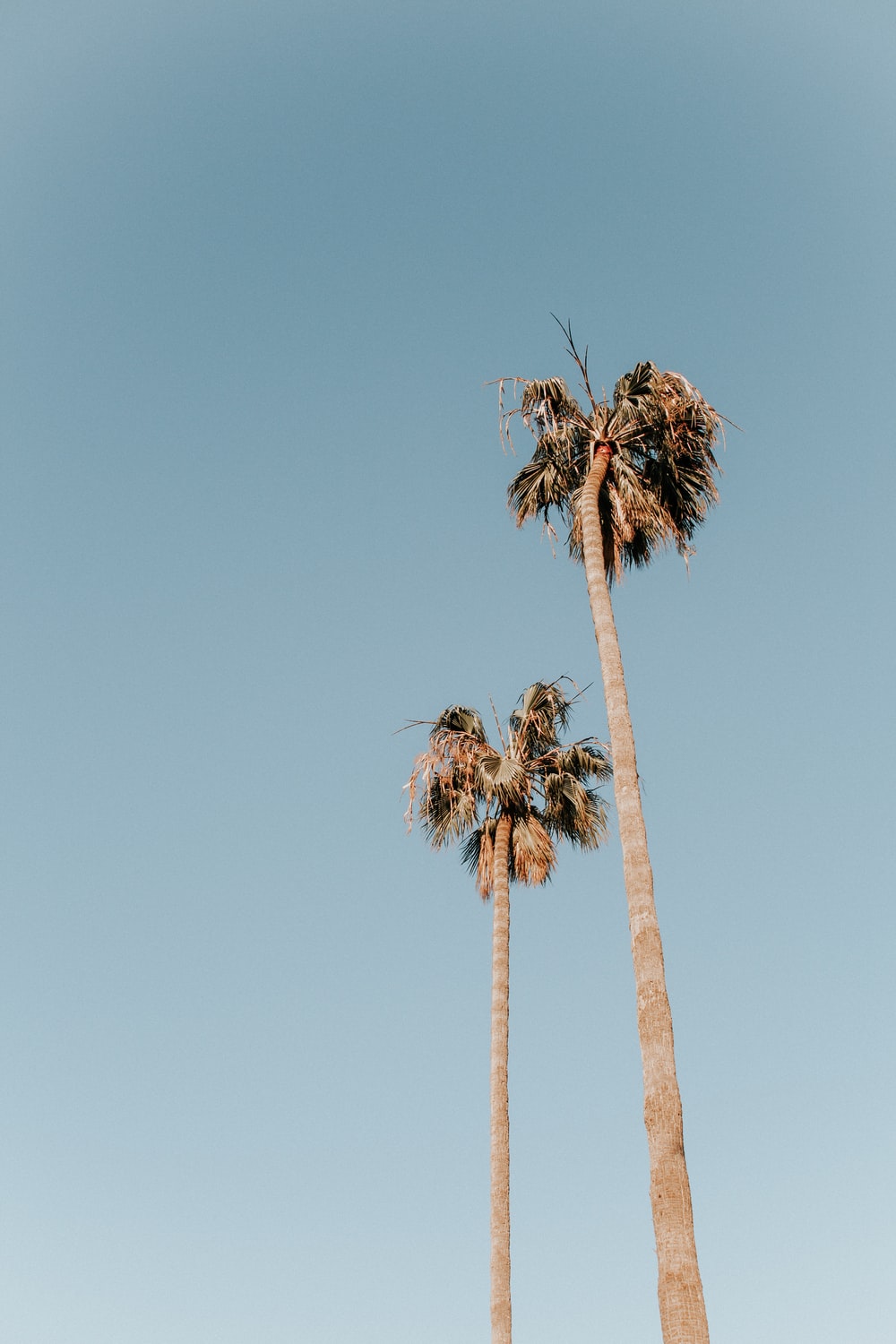 Los Angeles Palm Trees Wallpapers