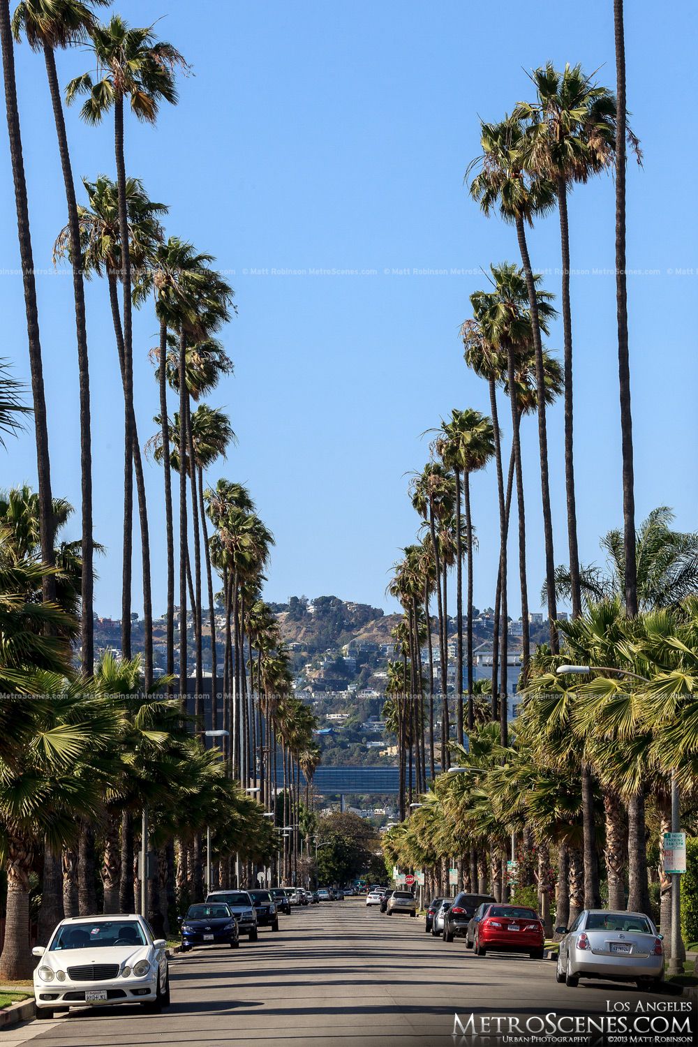 Los Angeles Palm Trees Wallpapers