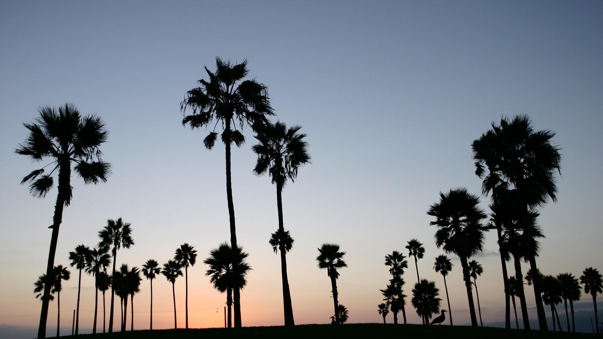 Los Angeles Palm Trees Wallpapers