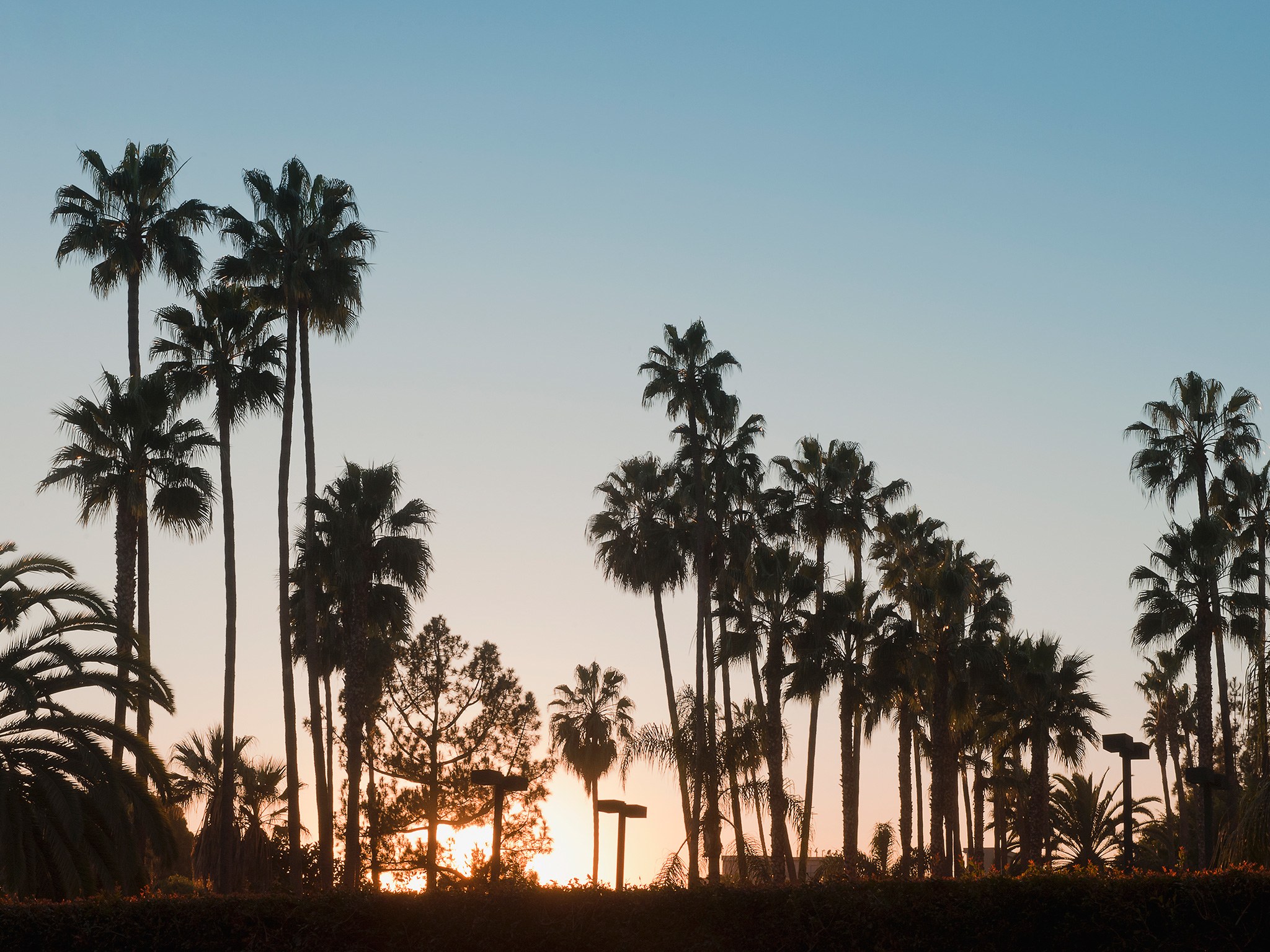 Los Angeles Palm Trees Wallpapers