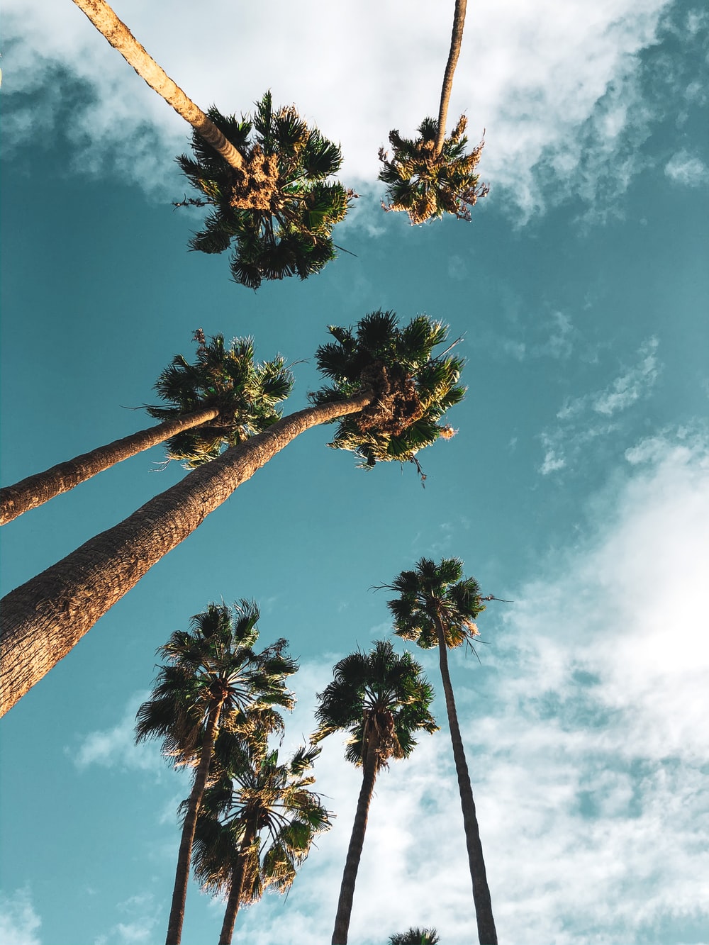 Los Angeles Palm Trees Wallpapers