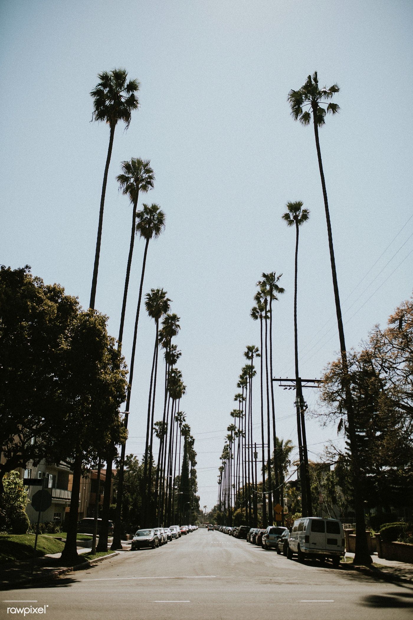 Los Angeles Palm Trees Wallpapers