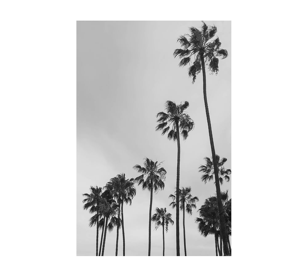 Los Angeles Palm Trees Wallpapers