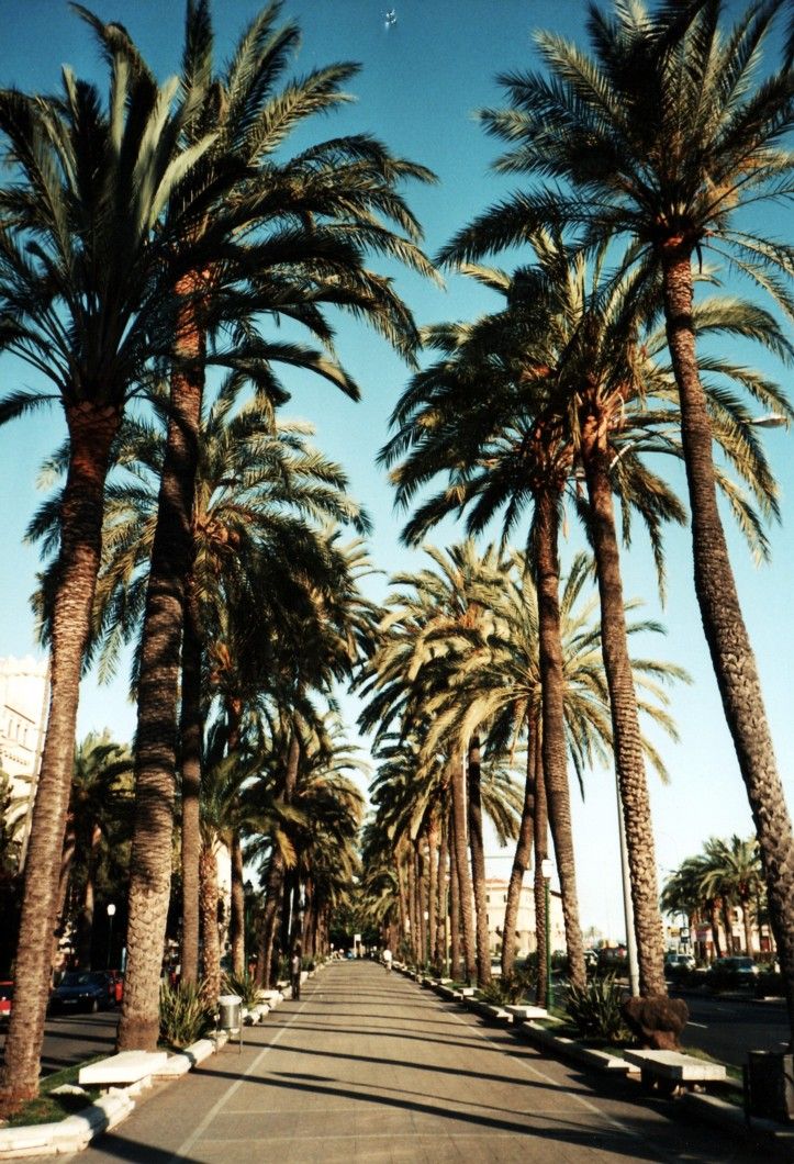 Los Angeles Palm Trees Wallpapers