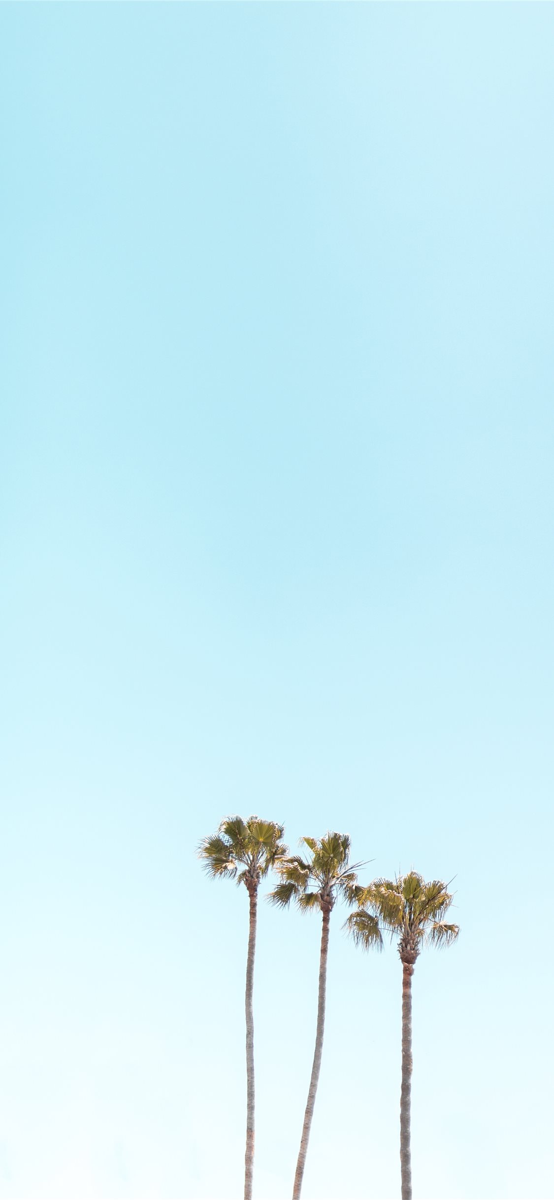 Los Angeles Palm Trees Wallpapers