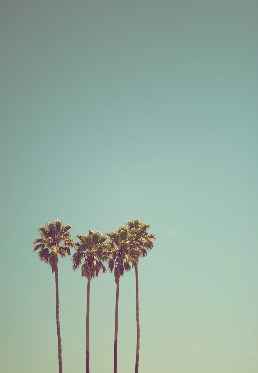 Los Angeles Palm Trees Wallpapers