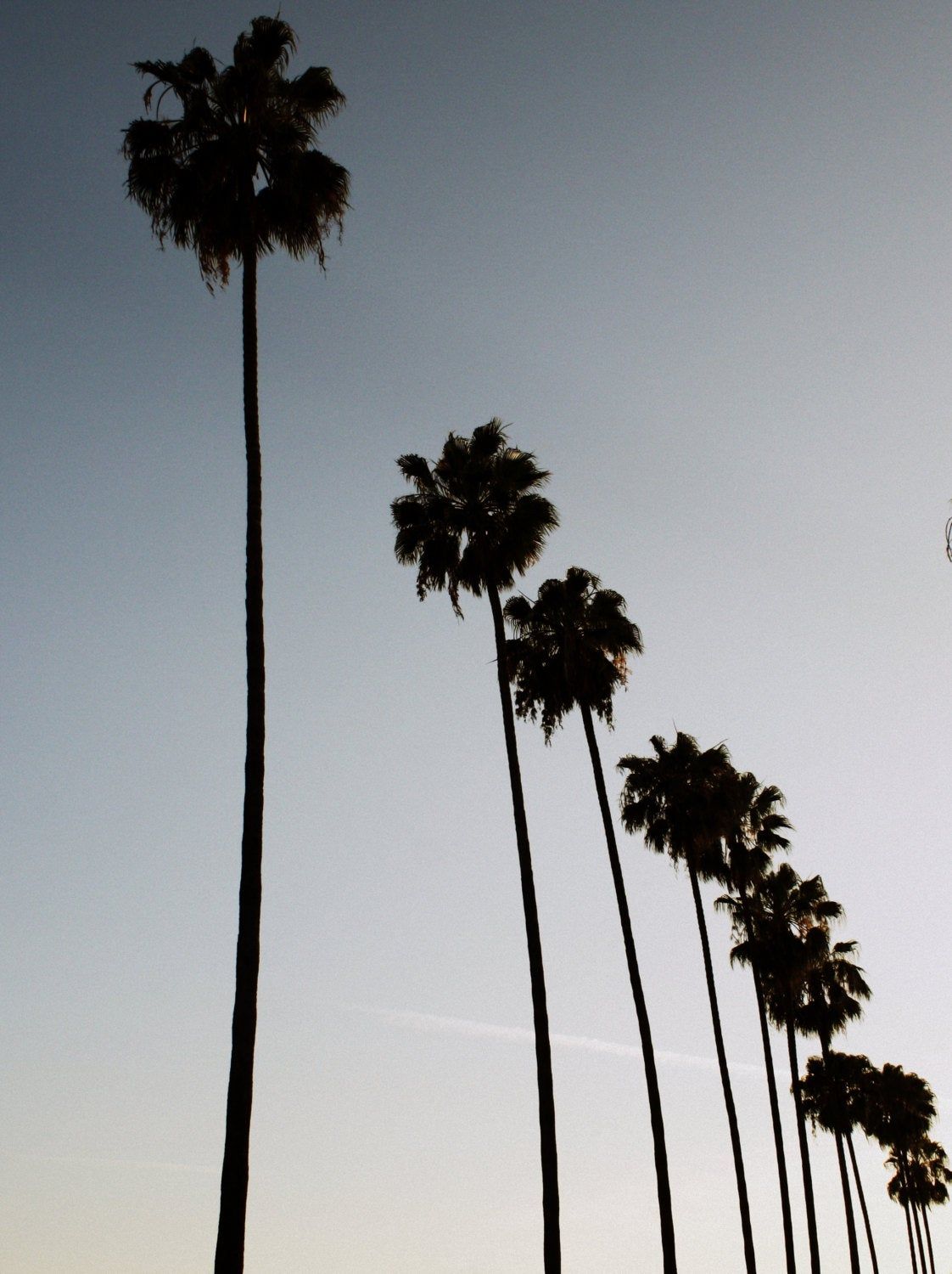 Los Angeles Palm Trees Wallpapers