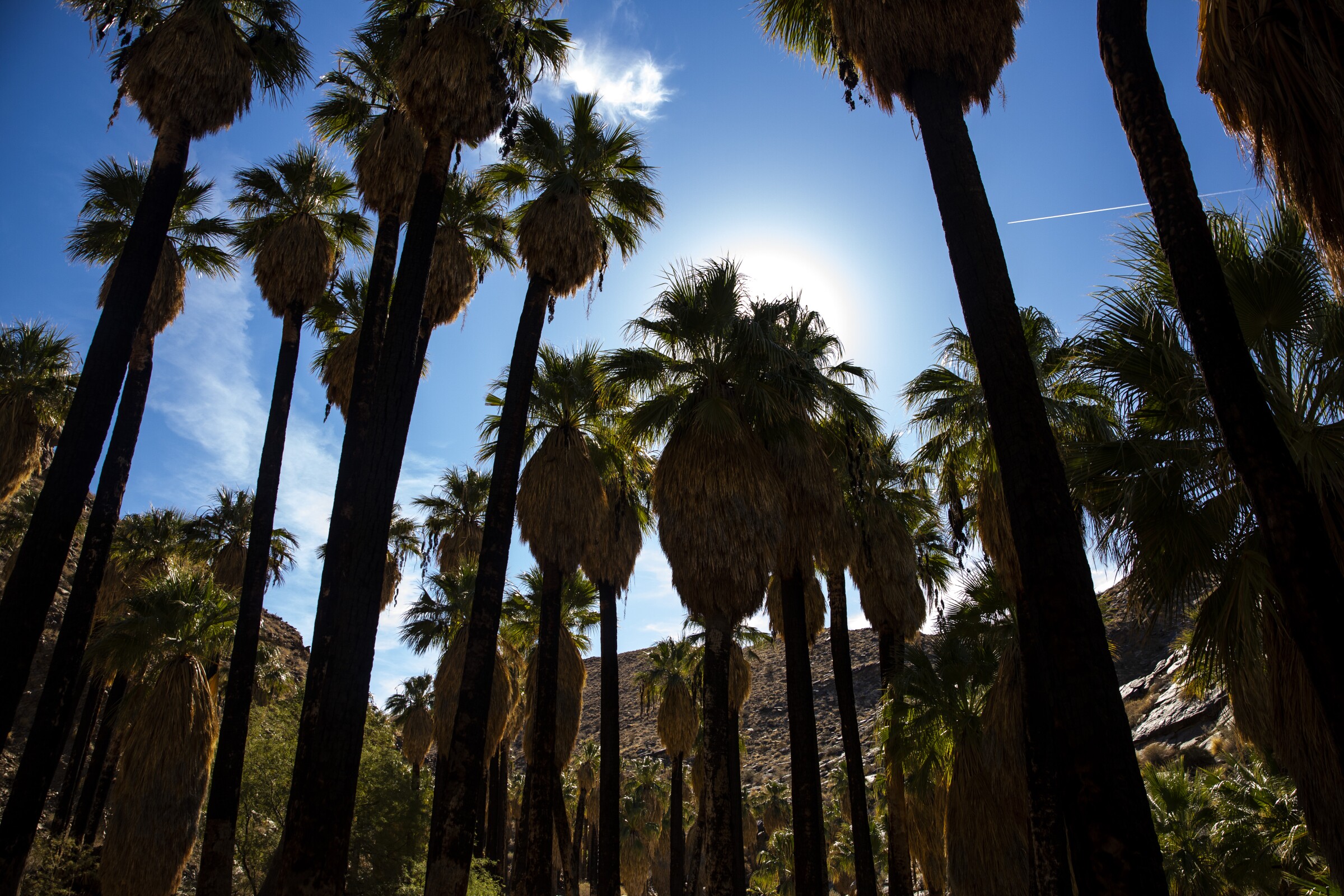 Los Angeles Palm Trees Wallpapers