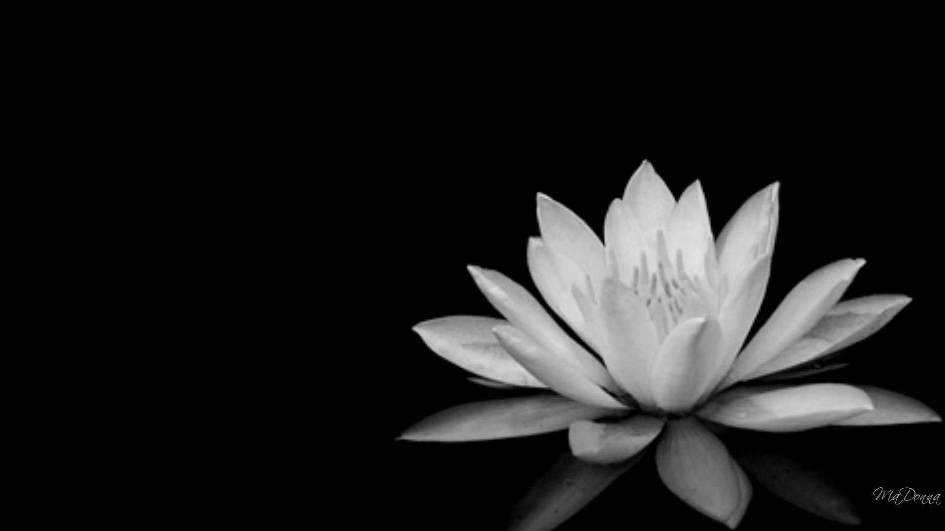 Lotus Black And White Images Wallpapers