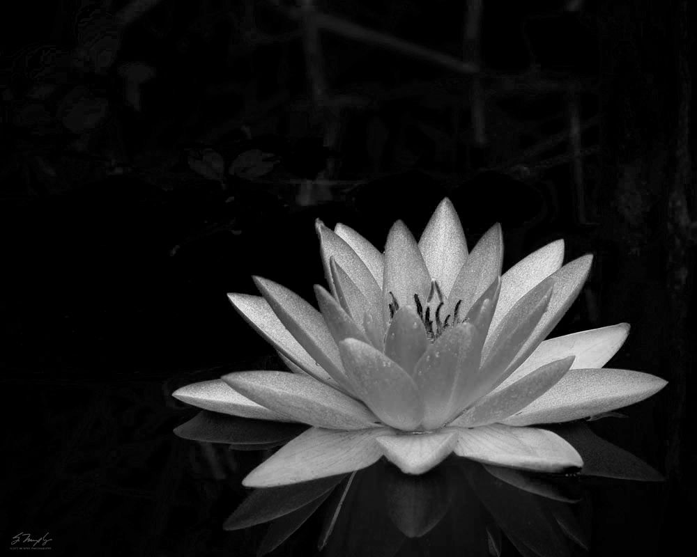 Lotus Black And White Images Wallpapers