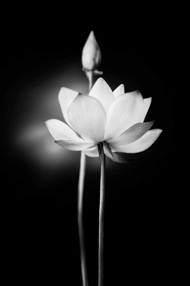 Lotus Black And White Images Wallpapers