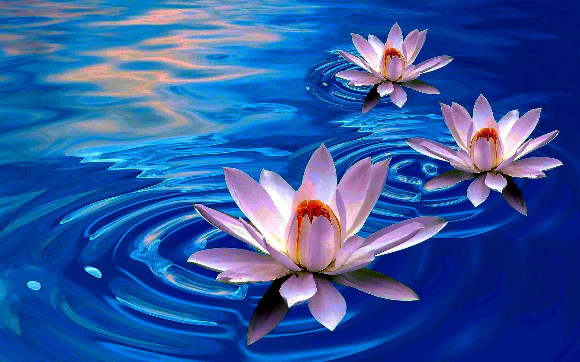 Lotus Flower Images Download Wallpapers