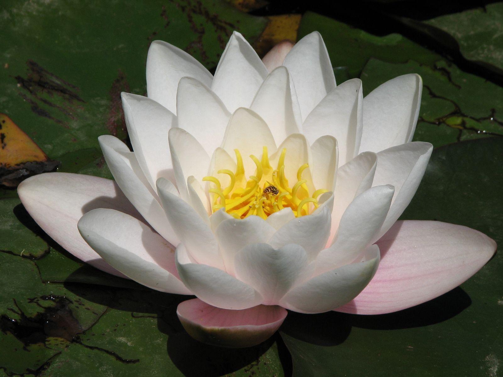 Lotus Flower Images Download Wallpapers