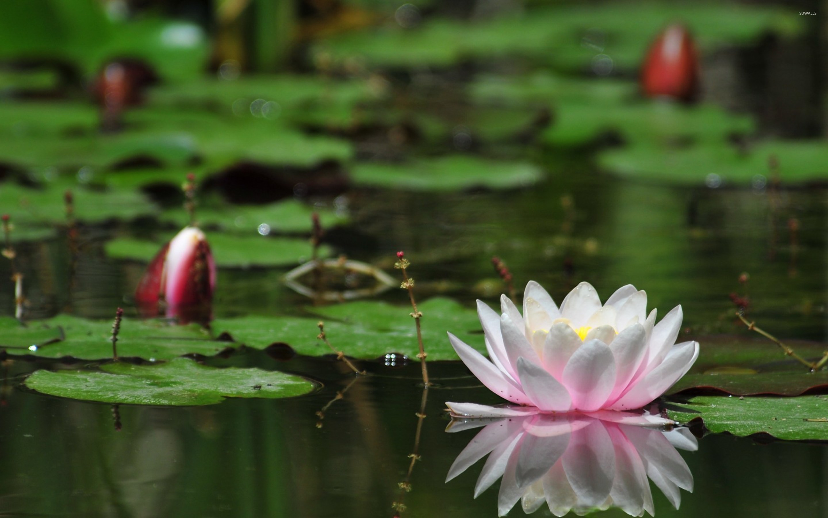 Lotus Flower Images Download Wallpapers