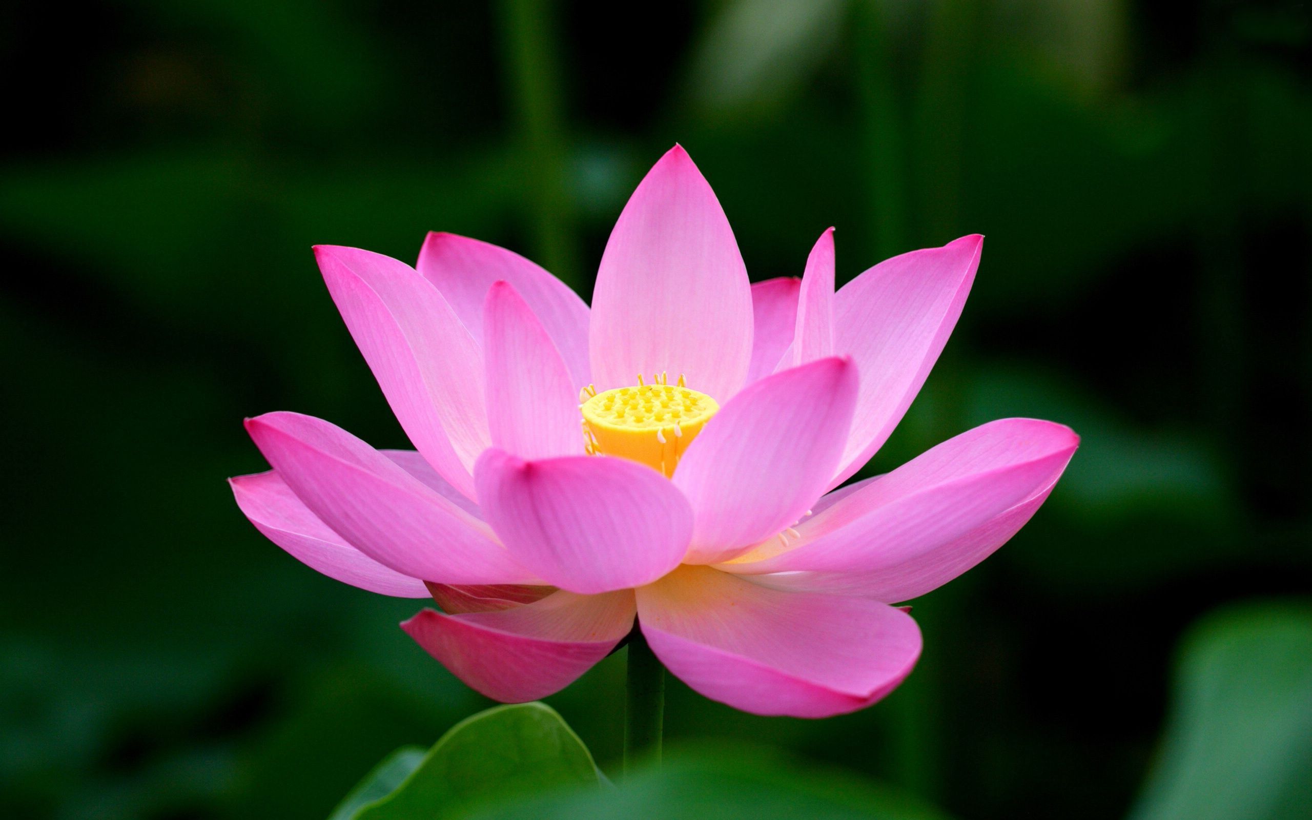 Lotus Flower Images Download Wallpapers