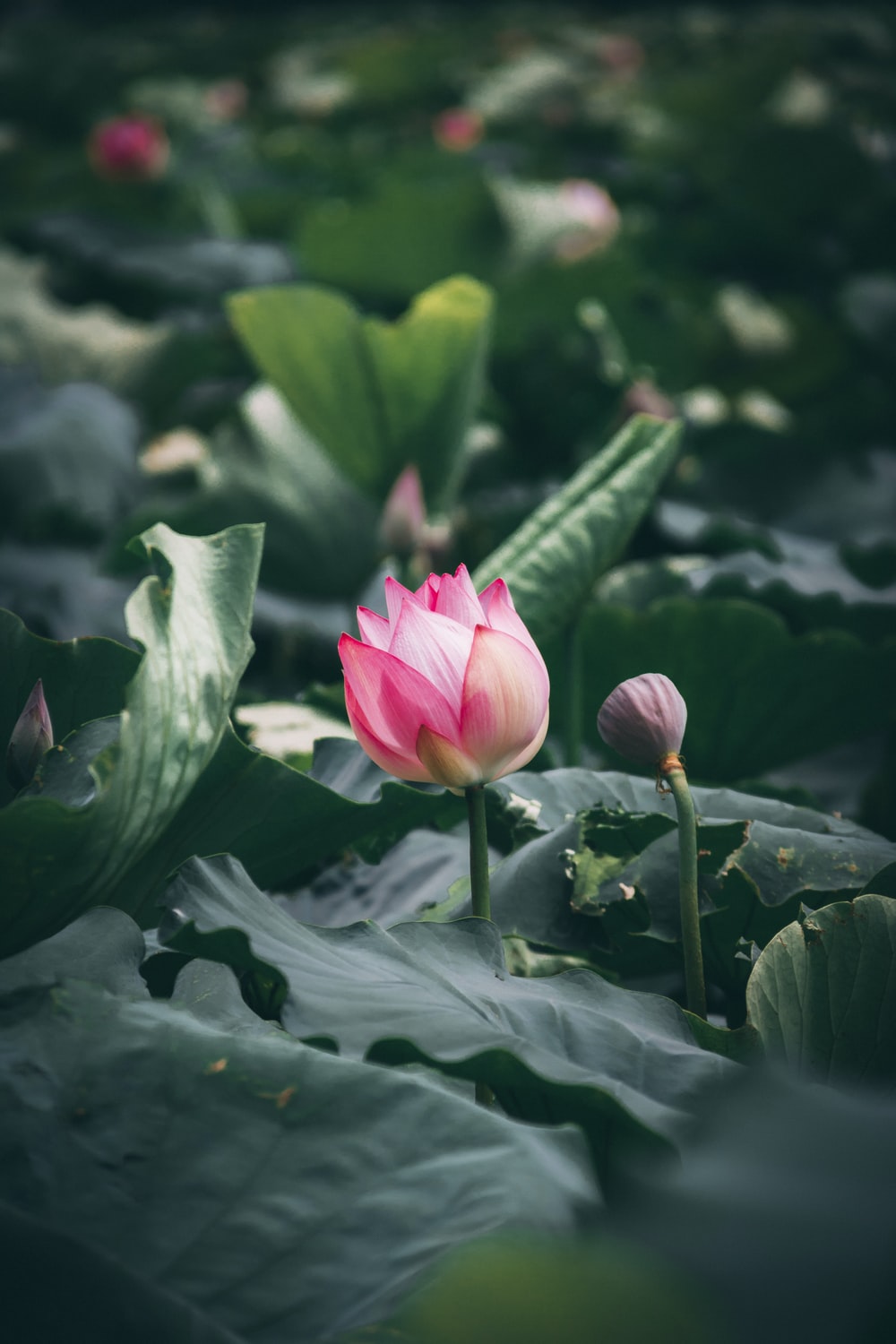 Lotus Flower Images Download Wallpapers