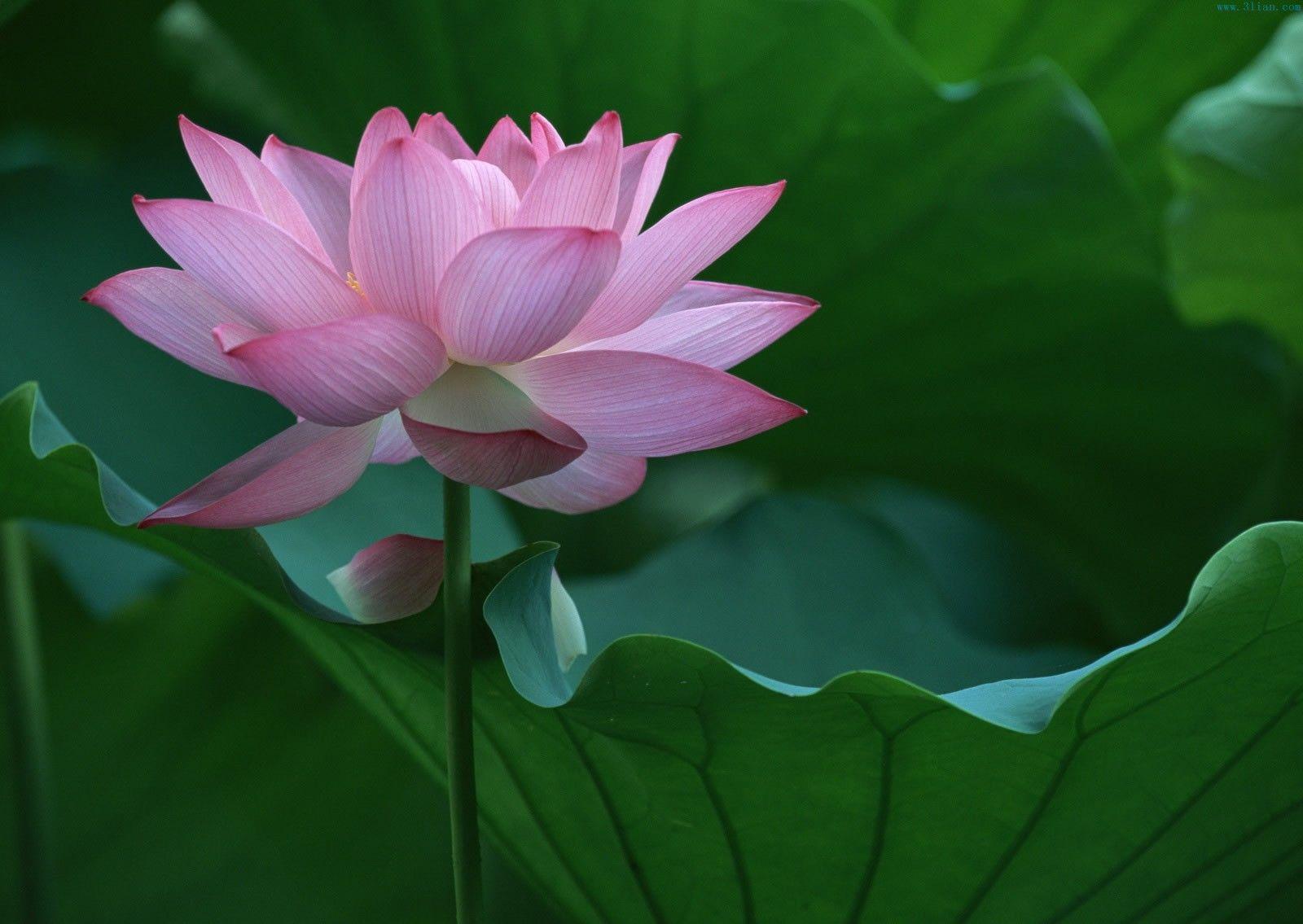 Lotus Flower Images Download Wallpapers